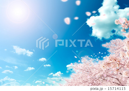 さくら さくら 15714115