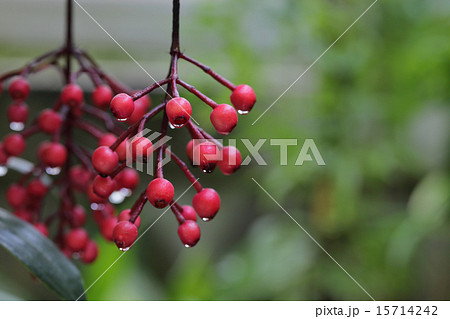 メディニラ・クラサタの赤い実と雨雫 メディニラ・クラサタの赤い実と雨雫 15714242