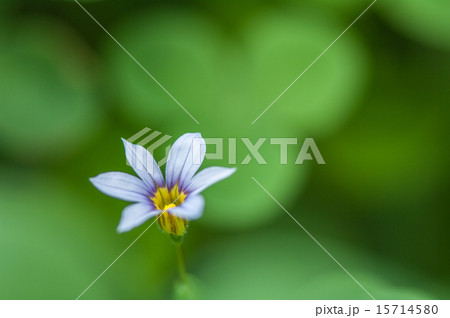 にわぜきしょう 15714580