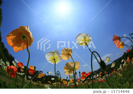 ポピー2104 ポピー2104 15714646