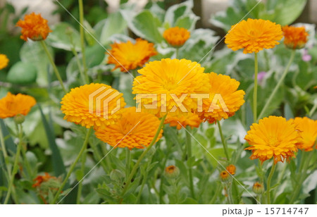 キンセンカ　橙色 15714747