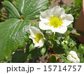 イチゴの花 15714757
