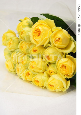 黄色いバラ（カタリナ） 15714951