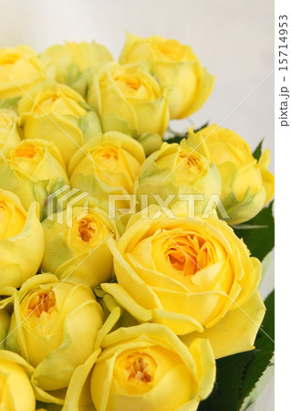 黄色いバラ(カタリナ) 黄色いバラ(カタリナ) 15714953