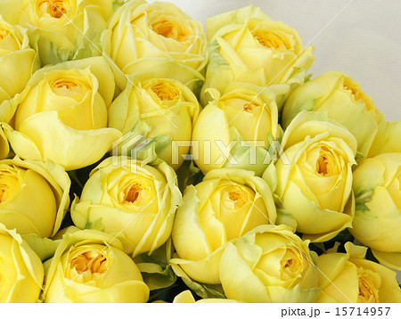 黄色いバラ（カタリナ） 15714957
