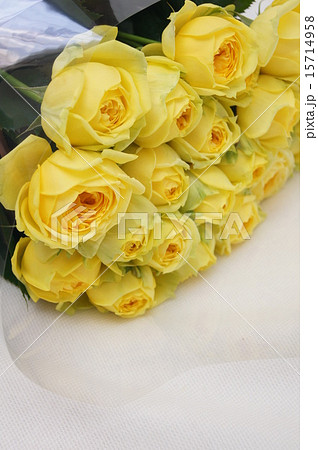 黄色いバラ（カタリナ） 15714958