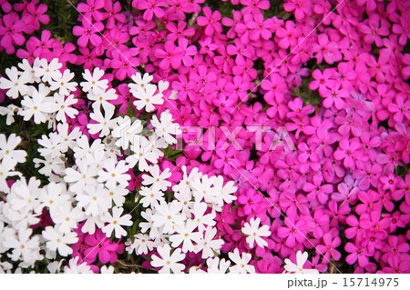白とピンクの芝桜 15714975