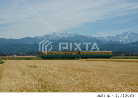 麦畑と北アルプスの間を走る地鉄電車 麦畑と北アルプスの間を走る地鉄電車 15715038