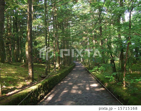 軽井沢の散歩道 15715168