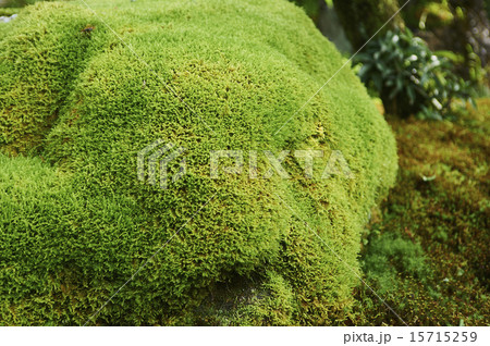 国分寺 苔a 国分寺 苔a 15715259