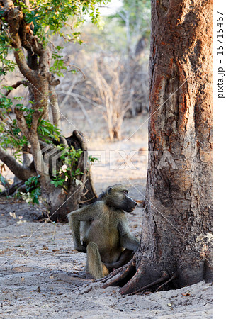 family of Chacma Baboon 15715467
