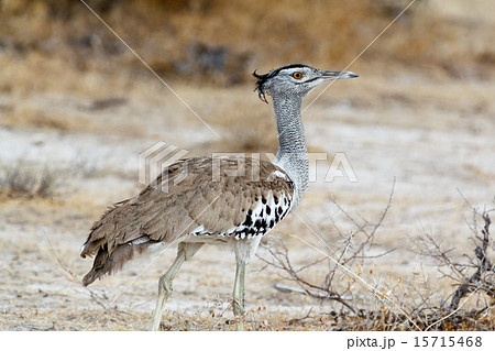 Kori Bustard in african bush 15715468