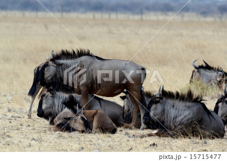 wild Wildebeest Gnu wild Wildebeest Gnu 15715477