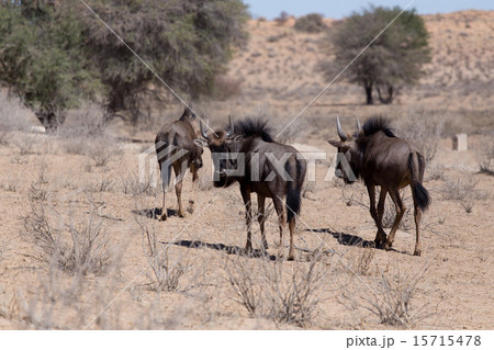 wild Wildebeest Gnu wild Wildebeest Gnu 15715478