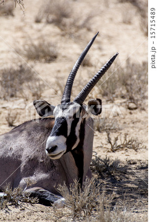 close up portrait of Gemsbok, Oryx gazella 15715489