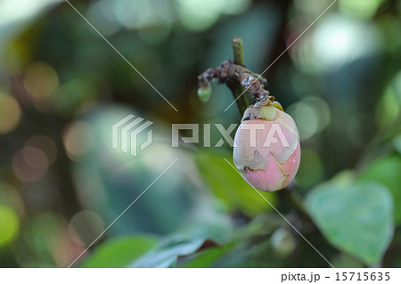 ブラウネア・グランディケプスの花の蕾と木漏れ日 15715635