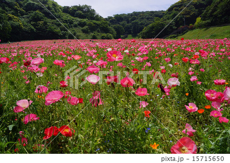 シャーレーポピー 15715650