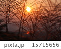 夕日に照らされるすすき 15715656