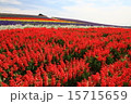 花の絨毯 15715659