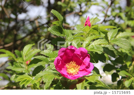 ハマナスの花 ハマナスの花 15715695