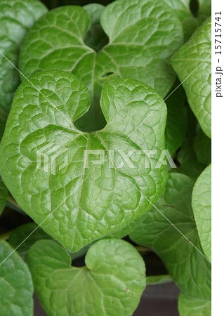 フタバアオイ　脈葉　01 15715741