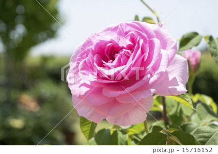 バラ ガートルードジェキル バラ ガートルードジェキル 15716152