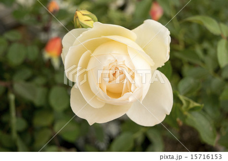 バラ ラ・プティット・ポワール バラ ラ・プティット・ポワール 15716153