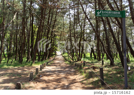 生の松原遊歩道 15716162