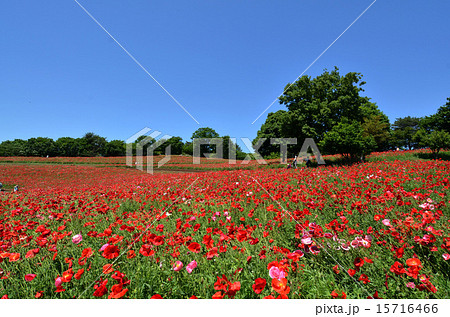 昭和記念公園 15716466