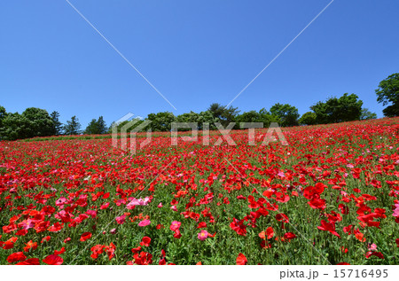 昭和記念公園 昭和記念公園 15716495
