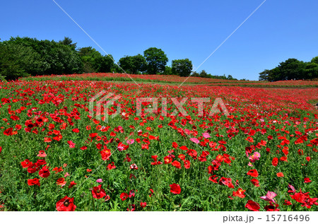 昭和記念公園 昭和記念公園 15716496