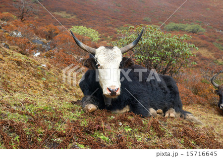 Yaks in the mountains 15716645