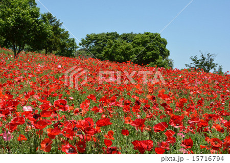 昭和記念公園 15716794