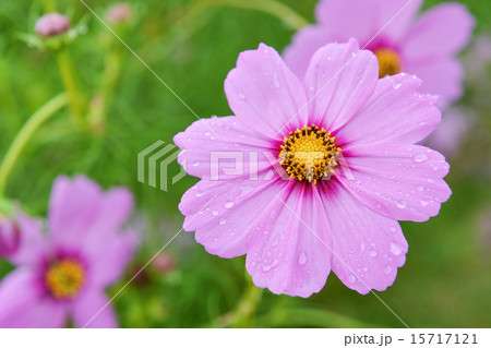Fresh Pinky flower in the garden Fresh Pinky flower in the garden 15717121
