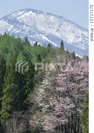 白馬山麓の春 15717175