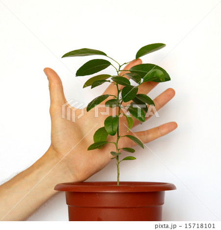 Green young plants with a hand isolated on white. Green young plants with a hand isolated on white. 15718101