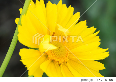 オオキンケイギクのクローズアップ 15718160