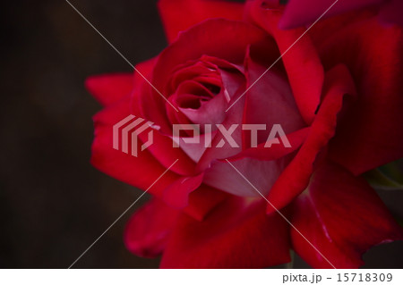 薔薇 薔薇 15718309