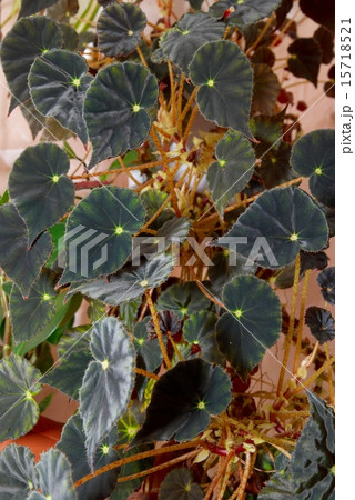 House plant dark begonia. 15718521