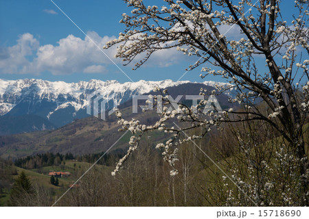 blossom tree in mountains 15718690