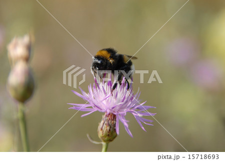 bumble-bee on violet flower 15718693