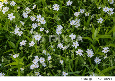 natural background with white flowers 15718694
