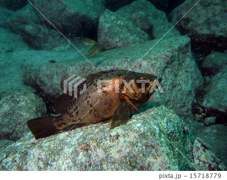 水底のメバル 15718779