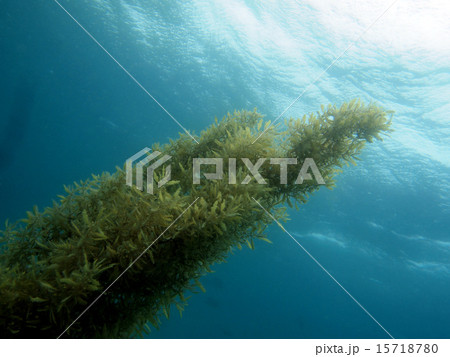 成長する海藻 15718780