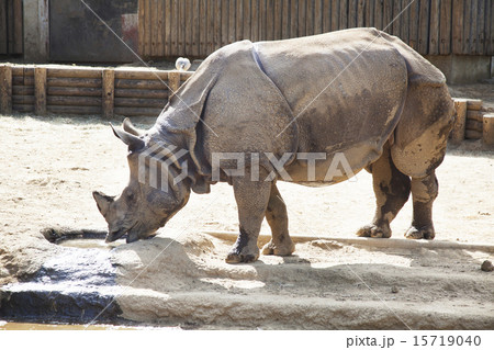 インドサイ インドサイ 15719040