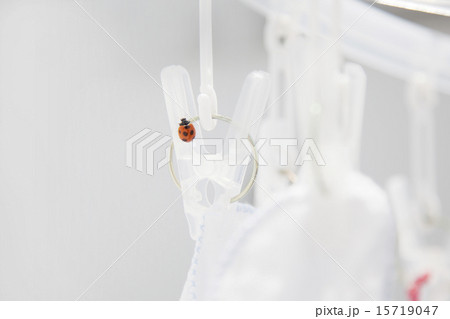 洗濯バサミにとまるテントウ虫 洗濯バサミにとまるテントウ虫 15719047