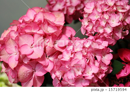 アジサイ　マリー・アントワネット 15719594