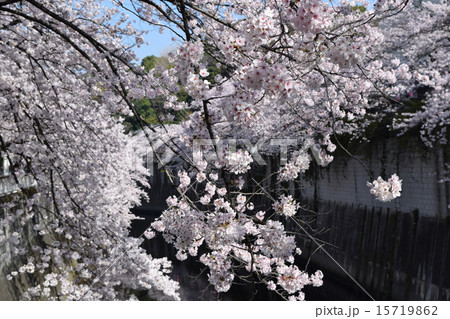 江戸川橋の朝のさくら 15719862