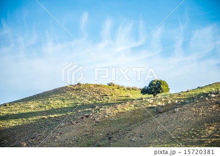 lone tree on mountain hills with blue sky 15720381