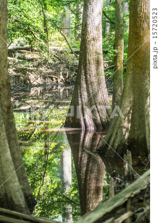 cypress forest and swamp of Congaree National Park 15720523